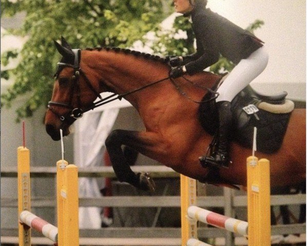 Springpferd Zipping Mathilde (KWPN (Niederländisches Warmblut), 2004)