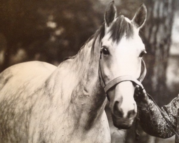 horse Hatifa (Anglo-Arabs, 1979, from Horos xx)