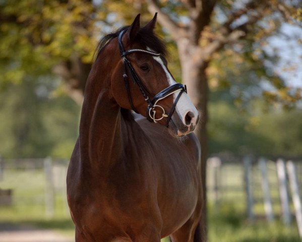 dressage horse Don Diamaro (Holsteiner, 2017, from Diamar)