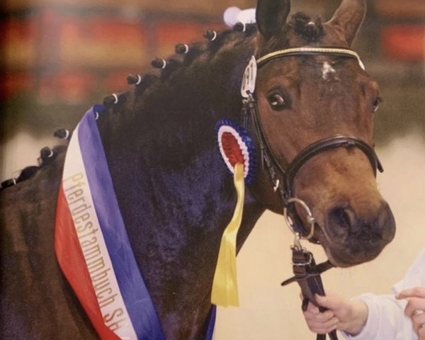 stallion Steendieks Highlander (German Riding Pony, 2004, from Heartbreaker)