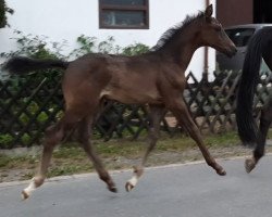 dressage horse Jambo bwana (Westphalian, 2021, from Jameson RS2)