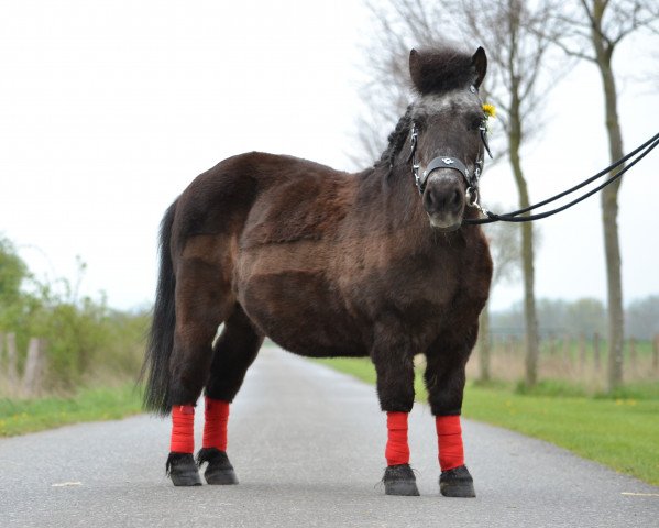 Dressurpferd Max (Shetland Pony, 2018)