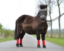 dressage horse Max (Shetland Pony, 2018)