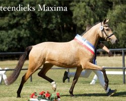 broodmare Maxima (German Riding Pony, 2010, from Nemax)