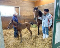 horse Stute von Le Havre xx (Thoroughbred, 2021, from Le Havre xx)