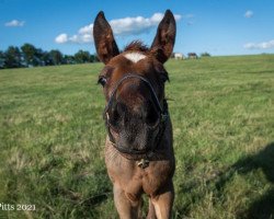 Pferd Hengst von Justify xx (Englisches Vollblut, 2021, von Justify xx)