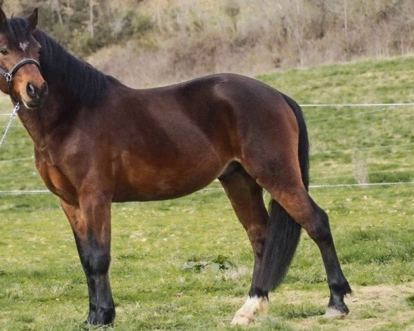 horse Enjoy des Roseaux (Connemara Pony, 2014, from Grimm Duff)