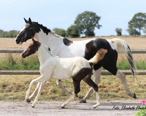 Zuchtstute Yahoo (Schwedisches Warmblut, 2003, von Allegretto)