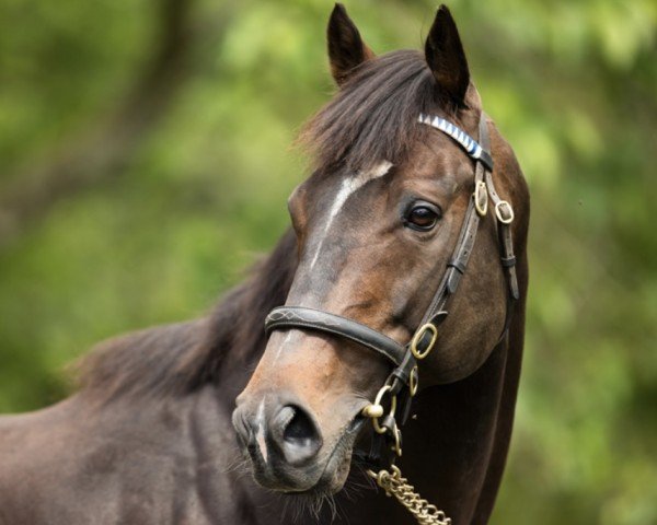 Pferd French Navy (Irish Sport Horse, 2008, von Shamardal)