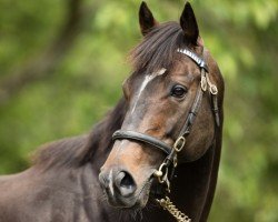 Pferd French Navy (Irish Sport Horse, 2008, von Shamardal)