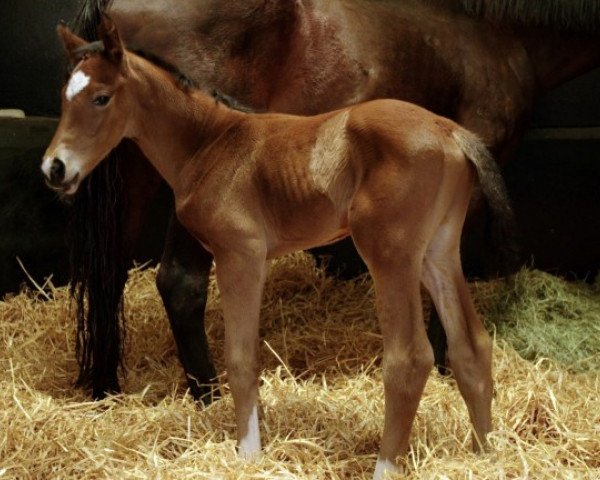 horse Zarouk xx (Thoroughbred, 2021, from Siyouni xx)