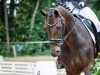 dressage horse Danza D'Oro (Hanoverian, 2015, from Danzador)