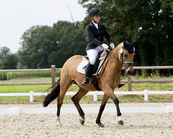 dressage horse Tasty Cupcake (German Riding Pony, 2019, from Top Champion)