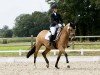 dressage horse Tasty Cupcake (German Riding Pony, 2019, from Top Champion)