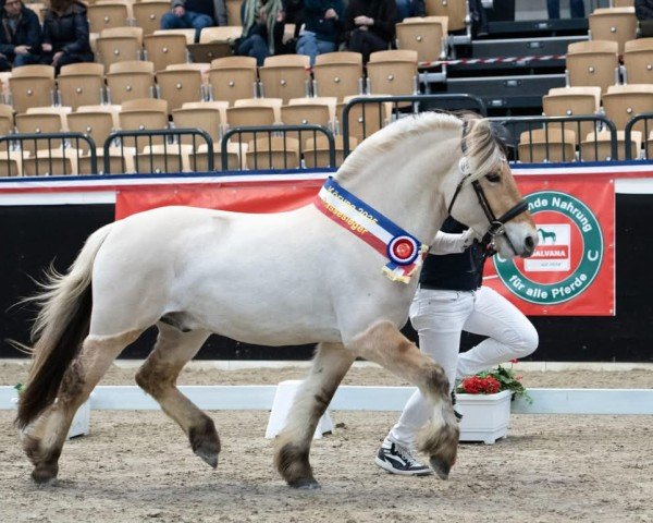 Springpferd Chlans Heartbreaker (Fjordpferd, 2022, von Haribo von Dreilinden)