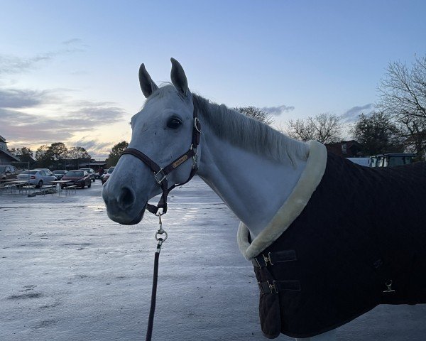 broodmare Zappatina (Holsteiner, 2014, from Zirocco Blue)