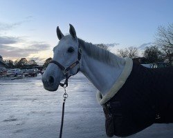 broodmare Zappatina (Holsteiner, 2014, from Zirocco Blue)