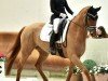 dressage horse La Mancha 3 (Hanoverian, 2019, from La Vie)