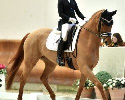 dressage horse La Mancha 3 (Hanoverian, 2019, from La Vie)