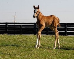 broodmare Opulence xx (Thoroughbred, 2009, from Giant's Causeway xx)