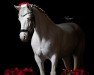 dressage horse Mister Blue Eyes (Connemara Pony, 2011, from Coral Bambi)