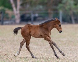 horse Bucharest xx (Thoroughbred, 2017, from Deep Impact xx)