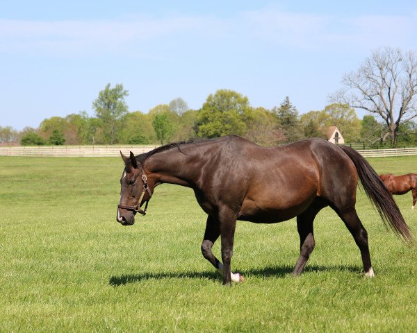 broodmare Ashado xx (Thoroughbred, 2001, from Saint Ballado xx)