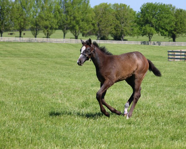 horse Allende xx (Thoroughbred, 2017, from Candy Ride xx)