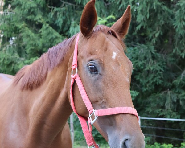 jumper Maravilla 7 (German Sport Horse, 2010, from Palatal xx)