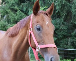 jumper Maravilla 7 (German Sport Horse, 2010, from Palatal xx)