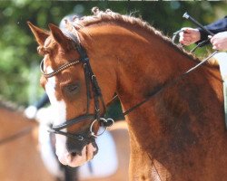 dressage horse Fury 465 (Pony without race description, 2005)