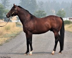 stallion Pontiff xx (Thoroughbred, 2010, from Giant's Causeway xx)