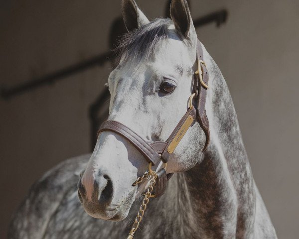 stallion Tapwrit xx (Thoroughbred, 2014, from Tapit xx)