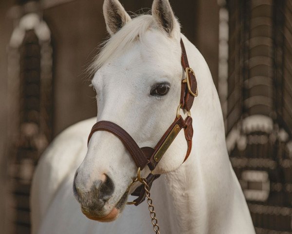 stallion Tapit xx (Thoroughbred, 2001, from Pulpit xx)