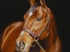 stallion Afleet Alex xx (Thoroughbred, 2002, from Northern Afleet xx)