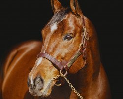 stallion Afleet Alex xx (Thoroughbred, 2002, from Northern Afleet xx)