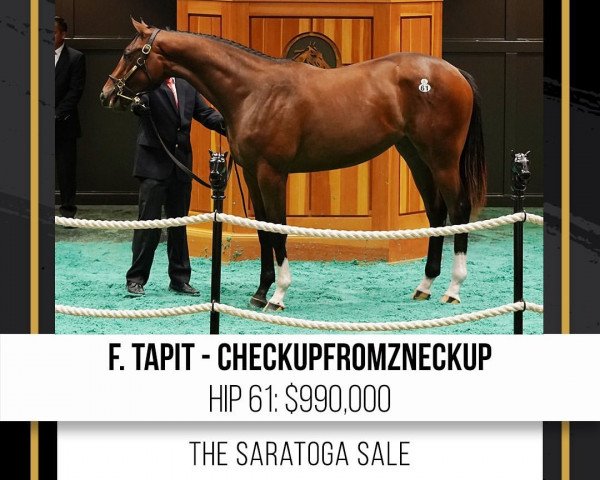 horse Stute von Tapit xx (Thoroughbred, 2020, from Tapit xx)