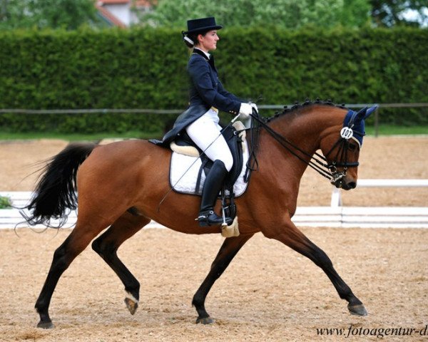 horse Fritz Freundlich (Trakehner, 2001, from Sauvignon)
