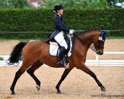 Pferd Fritz Freundlich (Trakehner, 2001, von Sauvignon)