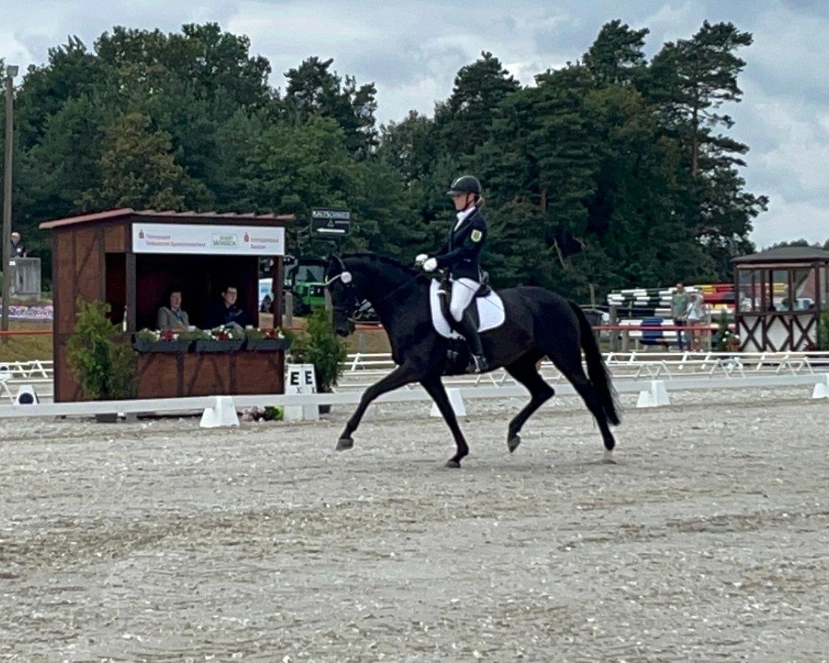 dressage horse Mansura (German Sport Horse, 2015, from Fürsten-Look)