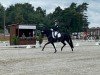 dressage horse Mansura (German Sport Horse, 2015, from Fürsten-Look)