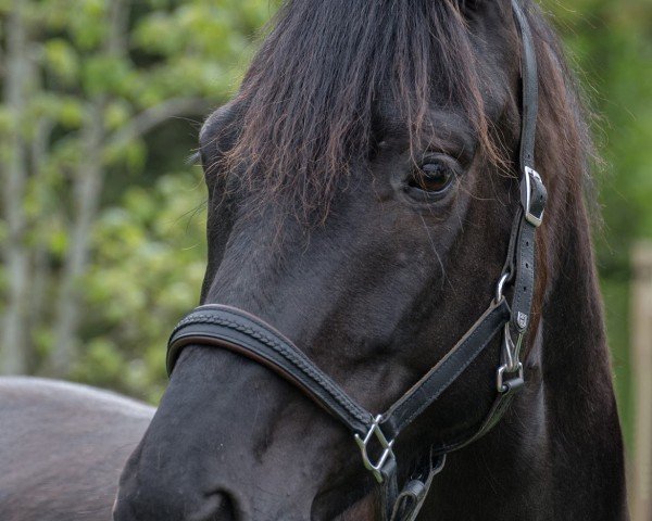 dressage horse Milestone (Trakehner, 2018, from E.H. Millennium)