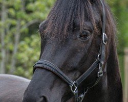 dressage horse Milestone (Trakehner, 2018, from E.H. Millennium)