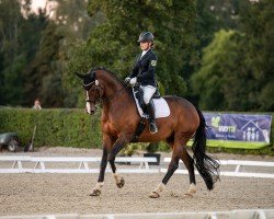 dressage horse Fürst Fritz 13 (Rhinelander, 2013, from Florenciano 6)