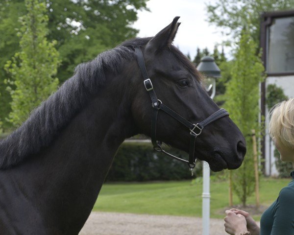 dressage horse Milestone (Trakehner, 2018, from E.H. Millennium)
