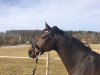 dressage horse Fürstengold 3 (Westphalian, 2005, from Fürst Piccolo)