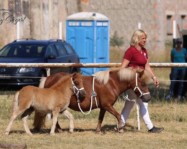 horse Rysja aus dem Wendland (Shetland Pony, 2021, from Esteban van de Zandkamp)