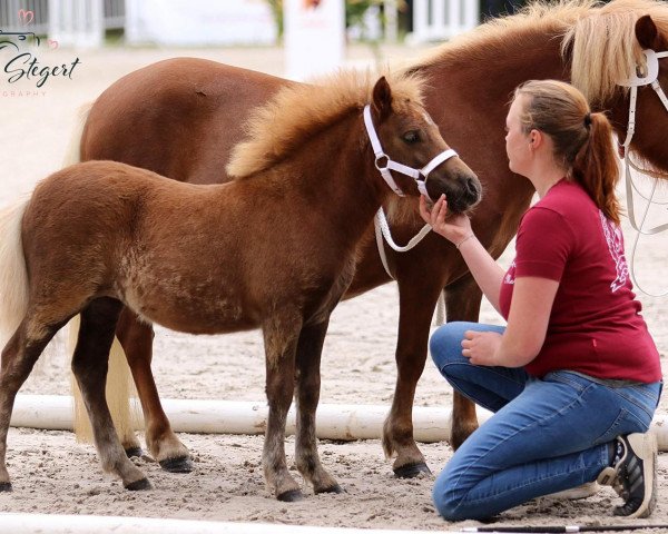 horse Ninny aus dem Wendland (Shetland Pony, 2021, from Mr. Mister aus dem Wendland PrH*)