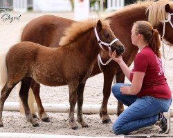 Pferd Ninny aus dem Wendland (Shetland Pony, 2021, von Mr. Mister aus dem Wendland PrH*)