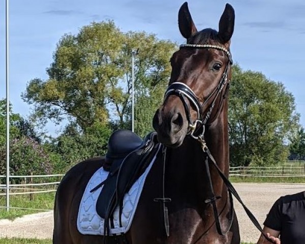dressage horse Sirius Brown 5 (Oldenburg, 2018, from Sensation)